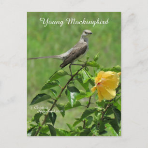 Schöne Mockingbird Postcard Postkarte