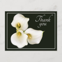Schöne moderne weiße Calla-Lilie Botanische Danksa