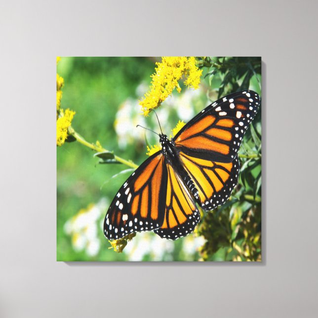 Schöne Monarch Butterfly Leinwanddruck (Vorderseite)