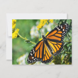 Schöne Monarch Butterfly Postkarte