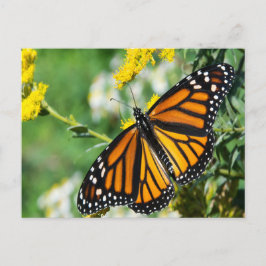 Schöne Monarch Butterfly Postkarte