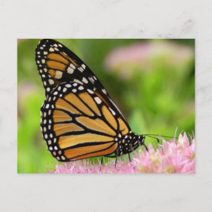 Schöne Monarch Butterfly Postkarte