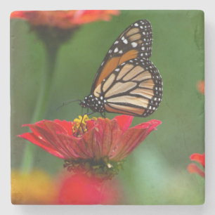 Schöne Monarch Butterfly Steinuntersetzer
