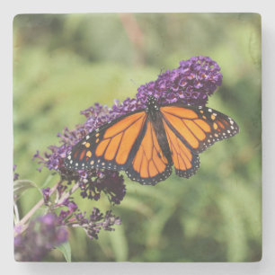 Schöne Monarchfalter auf einer violetten Blume Steinuntersetzer