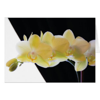 Schöne Morning Orchids