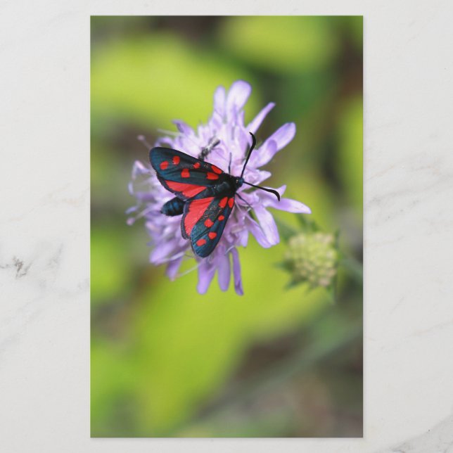 Schöne Moth (Vorderseite)