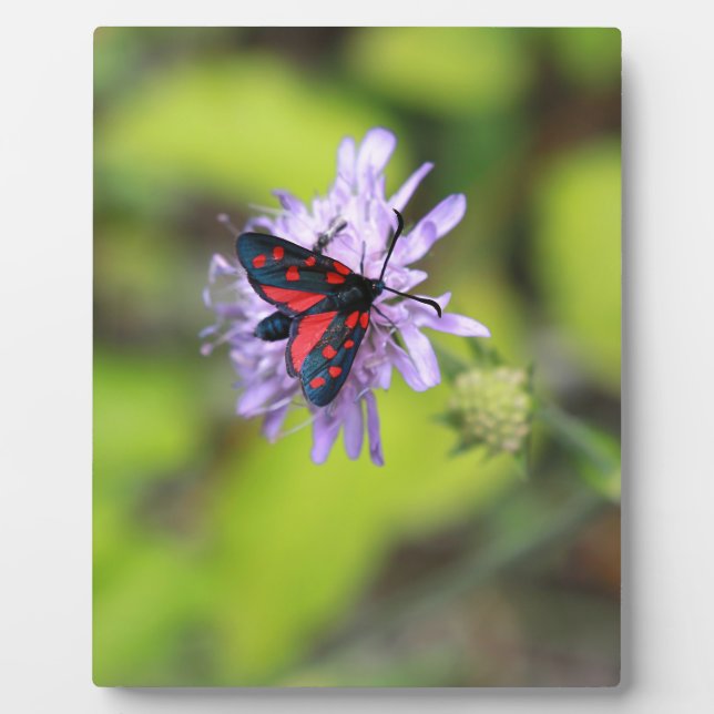 Schöne Moth Fotoplatte (Vorderseite)