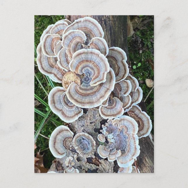Schöne Mushroom-Wahnsinn Postkarte (Vorderseite)