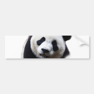 Schöne Nahaufnahme-Panda-Kunstwerk-Aufkleber Autoaufkleber