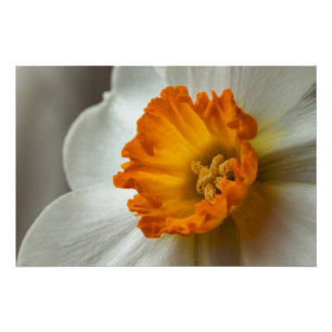 Schöne Narzisse Blüten-Makro Poster