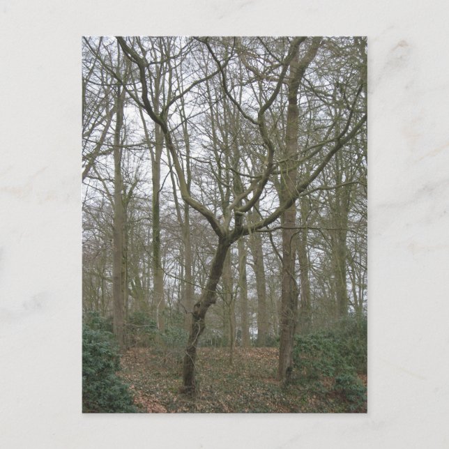 Schöne Natur I, senden hässliche Postkarte (Vorderseite)