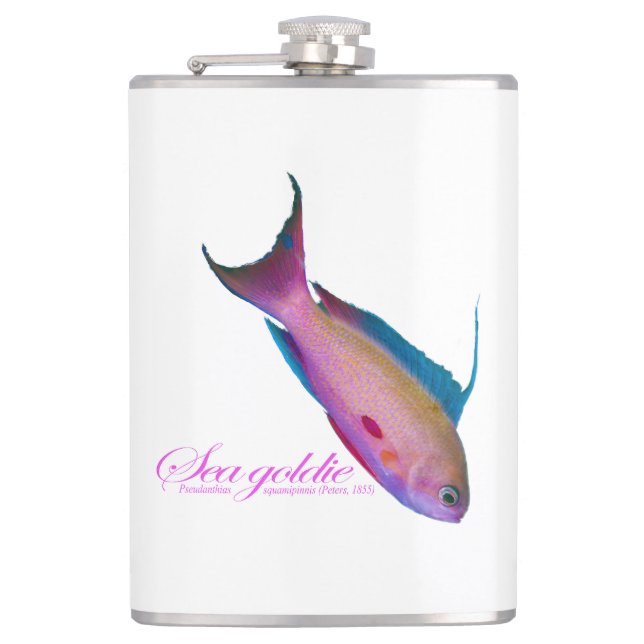 Schöne nuptiale Färbung für Sea Goldy Flachmann (Vorderseite)