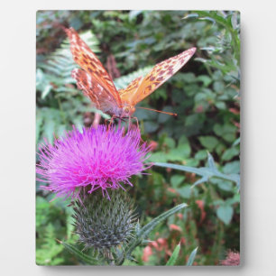 Schöne Orange Butterfly auf der Thistle Blume Fotoplatte