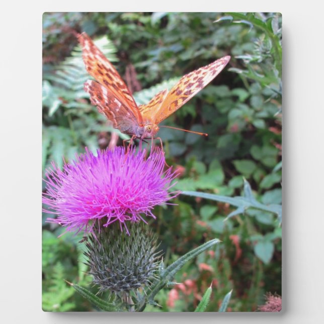 Schöne Orange Butterfly auf der Thistle Blume Fotoplatte (Vorderseite)