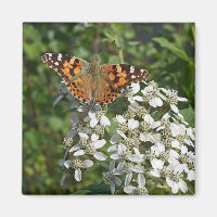 Schöne Orange Butterfly & White Blume Magnet