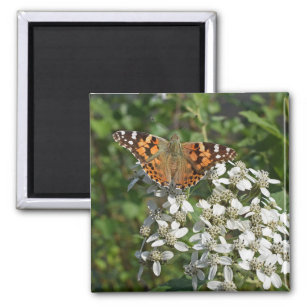Schöne Orange Butterfly & White Blume Magnet