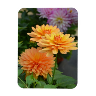 Schöne orange Dahlia Blume Kühlschrankmagnet Magnet