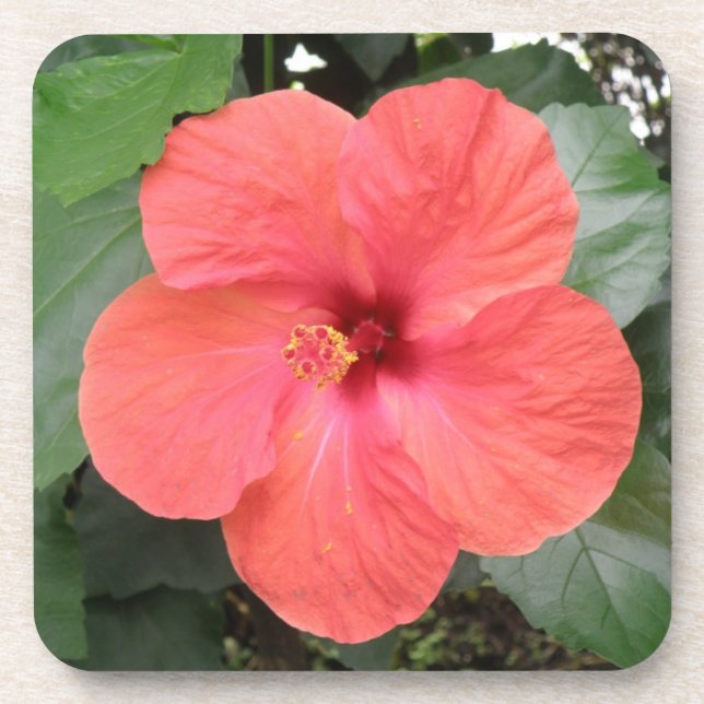 Schöne Orange Hibiskus Blume Cork Untersetzer (Vorderseite)