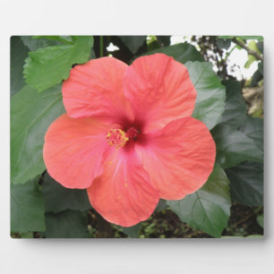 Schöne Orange Hibiskus Blume Plaque Fotoplatte