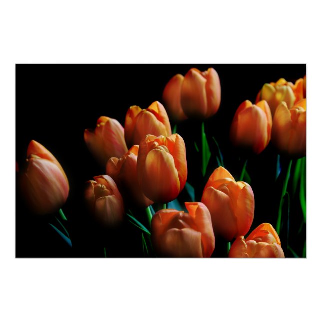 Schöne orange Tulpen auf schwarzem Poster (Vorderseite)