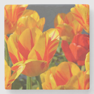 Schöne Orange und Gelbe Tulpen Steinuntersetzer