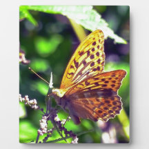 Schöne Orange und Gepunktete Schwarze Schmetterlin