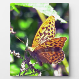 Schöne Orange und Gepunktete Schwarze Schmetterlin Fotoplatte