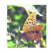 Schöne Orange und Gepunktete Schwarze Schmetterlin