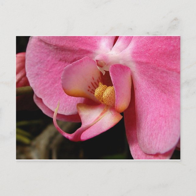 Schöne Orchid-Fotos Postkarte (Vorderseite)