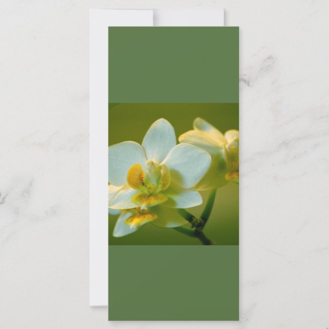 Schöne Orchideen-Blume behielt ruhig lesen auf (Vorderseite)