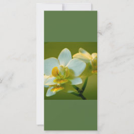 Schöne Orchideen-Blume behielt ruhig lesen auf