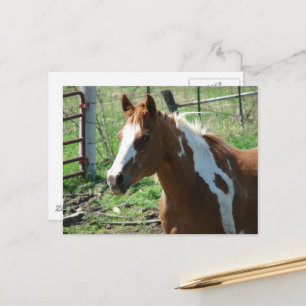 Schöne Paint Horse Stute auf Sommerweide Postkarte