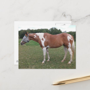 Schöne Paint Horse Stute im Sommer Postkarte