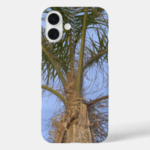 Schöne Palmen Nahaufnahme iPhone 16 Plus Hülle