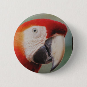 Schöne Parrot-Taste Button