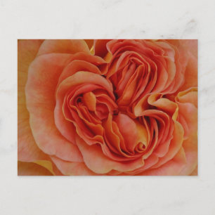 Schöne Pastel Rose Nah Up DIC Postkarte