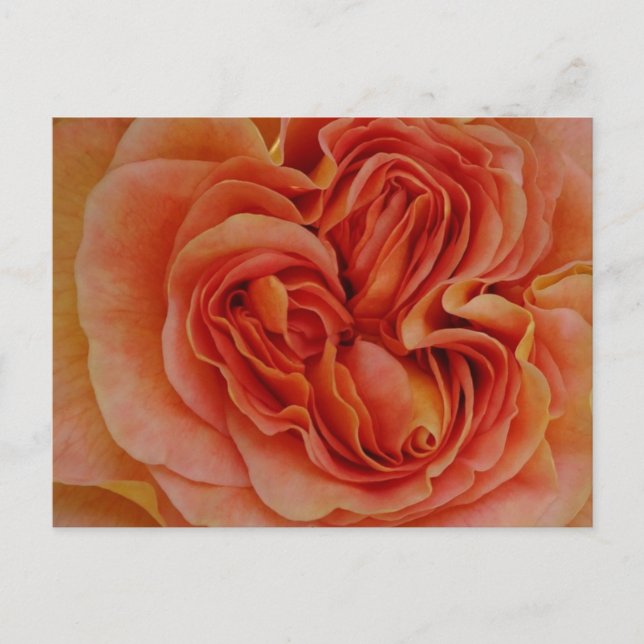 Schöne Pastel Rose Nah Up DIC Postkarte (Vorderseite)