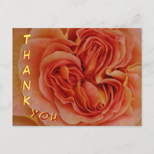 Schöne Pastellrose Nahaufnahme Danke Postkarte