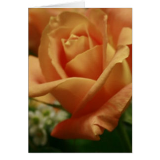 Schöne Peach Rose Mitteilungskarten