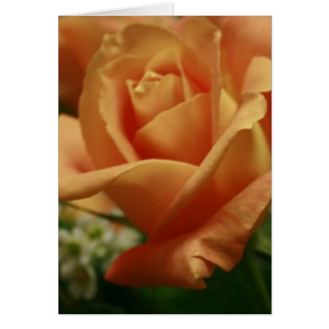Schöne Peach Rose Mitteilungskarten (Vorne)