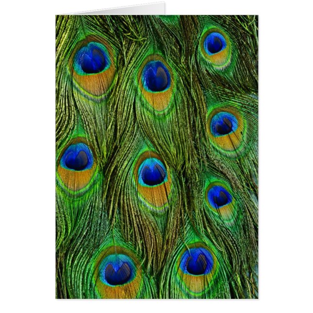 Schöne Peacock Feathers (Vorne)