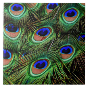 Schöne Peacock Feathers Fliese