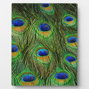 Schöne Peacock Feathers Fotoplatte