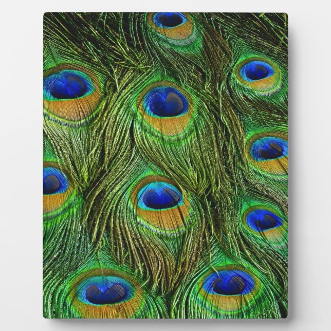 Schöne Peacock Feathers Fotoplatte (Vorderseite)