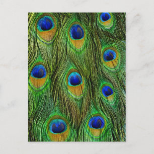 Schöne Peacock Feathers Postkarte