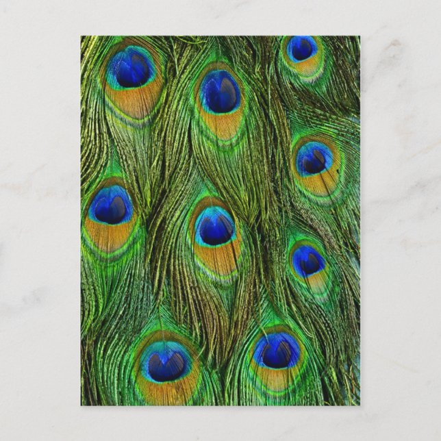 Schöne Peacock Feathers Postkarte (Vorderseite)