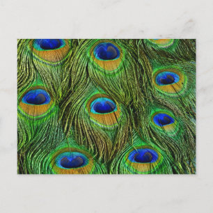 Schöne Peacock Feathers Postkarte