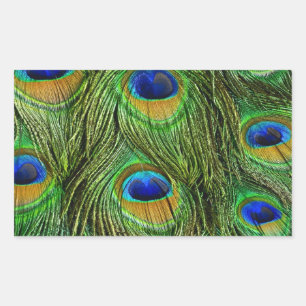 Schöne Peacock Feathers Rechteckiger Aufkleber