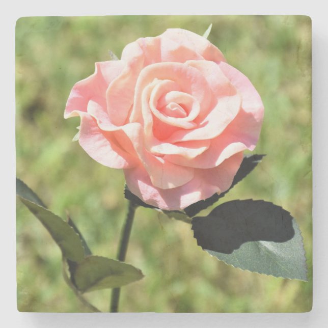 Schöne, perfekt rosa Rose Blume Steinuntersetzer (Vorderseite)