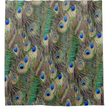 Schöne Pfau-Federn